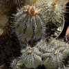 Copiapoa_1
